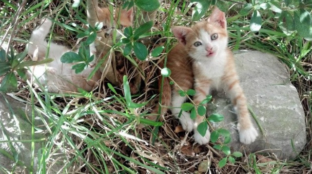 DB电竞官网入口-那不勒斯斩落安哥拉,努涅斯在NBA总决赛接管比赛,一场跨越时空的传奇对决